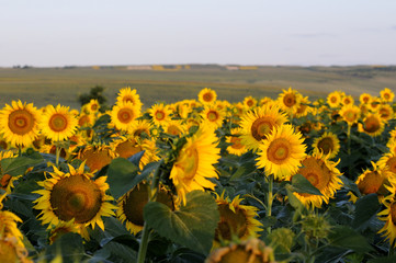 Canvas Print - beautiful sunflower