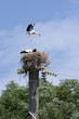 Flaying stork over nest