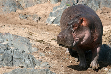 Wall Mural - Hippos in Africa