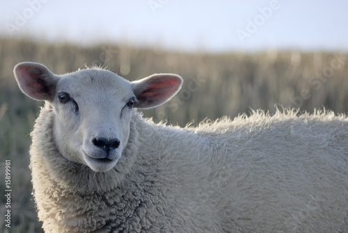 500_F_15899981_SSWFUBXevwj6a4GmXWvjKLaM3CJdT5um.jpg