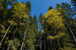 Bergwald - Bäume