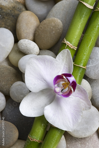 orchidea-i-bambus