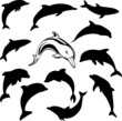 Dolphin collage (vector)