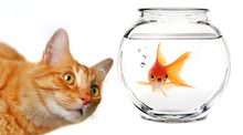 Calico Cat Watching A Gold Fish