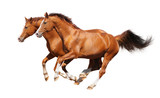 Fototapeta  - Two sorrel horses gallop