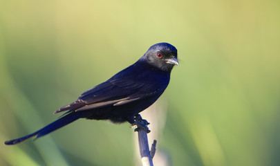 Wall Mural - Square-tailed Drongo