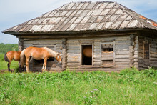 The Horses In An Abandoned House