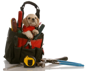 american cocker spaniel puppy sitting inside tool kit