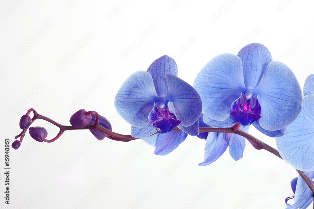 Blue orchid - obrazy, fototapety, plakaty 