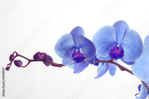 Fototapeta na wymiar Blue orchid