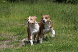 Fototapeta Psy - deux american staffordshire terrier jouant avec un baton