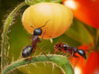 tomato jungles, garden ants checking harvest
