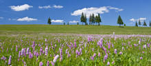 Purple Wild Flowers And Beautiful Sky