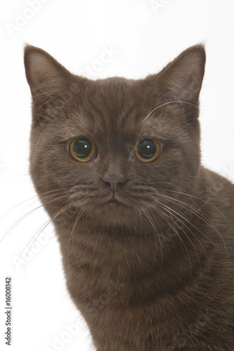 Portrait D Un Chat British Shorthair Marron De Face En Studio Buy This Stock Photo And Explore Similar Images At Adobe Stock Adobe Stock Portrait D Un Chat British Shorthair Marron De Face En Studio Buy This Stock Photo And Explore Similar Images At Adobe Stock Adobe Stock