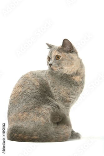 Chat British Shorthair Bicolore Assis De Profil La Tete Tournee Stock Photo Adobe Stock Chat British Shorthair Bicolore Assis De Profil La Tete Tournee Stock Photo Adobe Stock