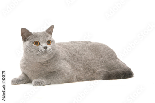 Chat Gris British Shorthair Allonge De Profil Tete Levee Studio Buy This Stock Photo And Explore Similar Images At Adobe Stock Adobe Stock Chat Gris British Shorthair Allonge De Profil Tete Levee Studio Buy This Stock Photo And Explore Similar Images At Adobe Stock Adobe Stock