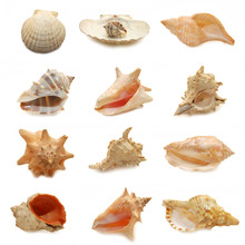 Image Of Seashells On White Background