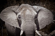 éléphant ivoire mamifère défense trafiquant trafic espèce afriqu