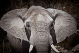 Fototapeta  - éléphant ivoire mamifère défense trafiquant trafic espèce afriqu