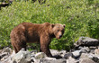 grizzly bear male