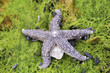 starfish on moss