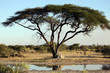 Acacia tree , termite mound and waterhole