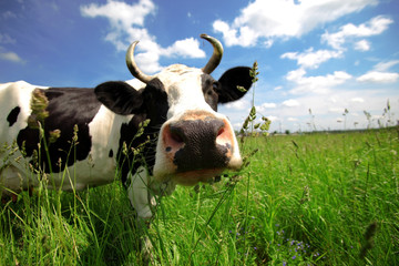 cow in green field at rural area