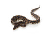 © fivespots - black pastel ball python