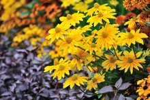 Fall Color, Rudbeckia Flowers