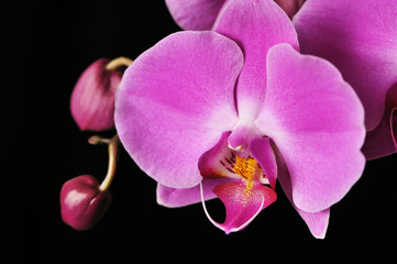 Pink Orchid