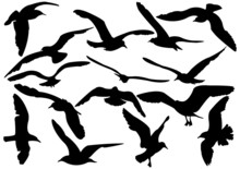 Variety Flying Sea-gulls Vector Illustration