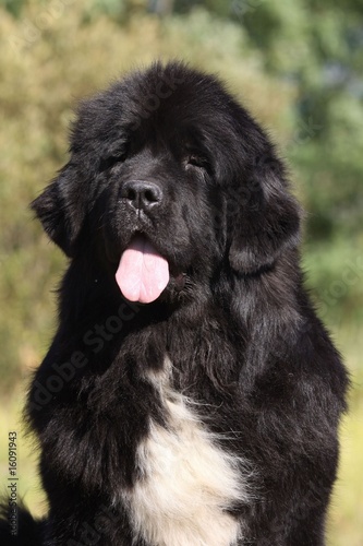 Portrait D Un Terre Neuve Noir De Face Avec Une Tache Blanche Stock Photo Adobe Stock