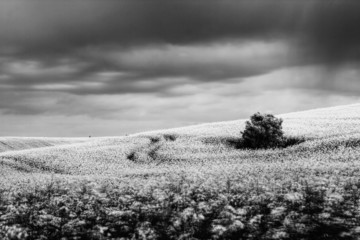 Canola Field under dramatic sky, Black and white