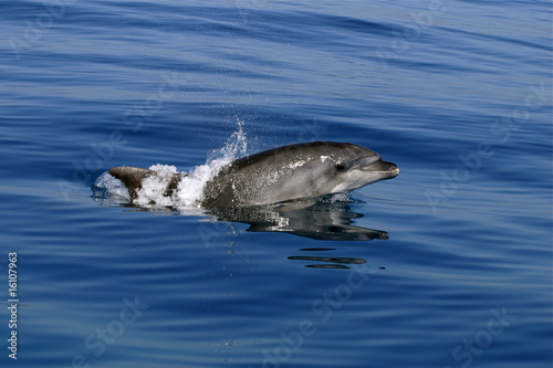 Delfin Baby Buy This Stock Photo And Explore Similar Images At Adobe Stock Adobe Stock