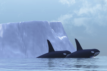 Wall Mural - ORCA