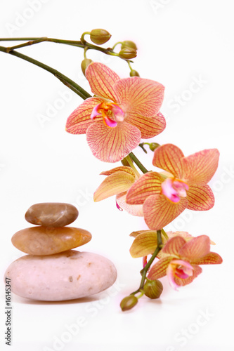 Foto-Plissee - wellness,orchidee (von Swetlana Wall)