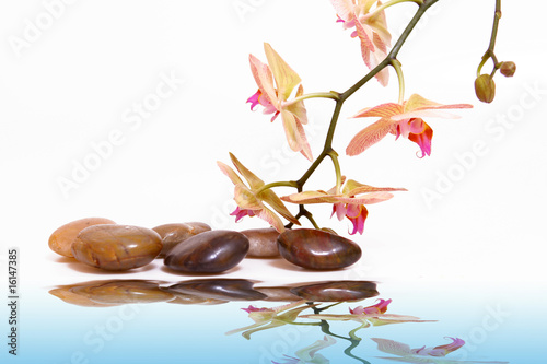 einzelne bedruckte Lamellen - wellness,orchidee (von Swetlana Wall)