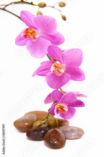 Foto-Plissee - wellness,orchidee (von Swetlana Wall)