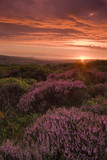 Fototapeta Miasta - Beautiful Landscape at sunset with colorful heather