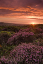 Beautiful Landscape At Sunset With Colorful Heather
