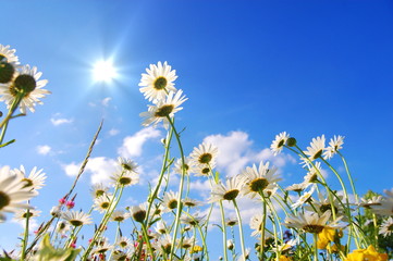 flowers on meadow in summer
