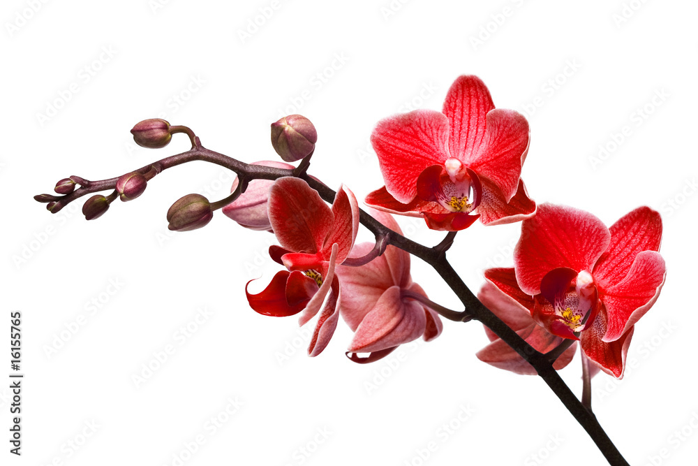 orchid isolated on white background Stock Photo | Adobe Stock