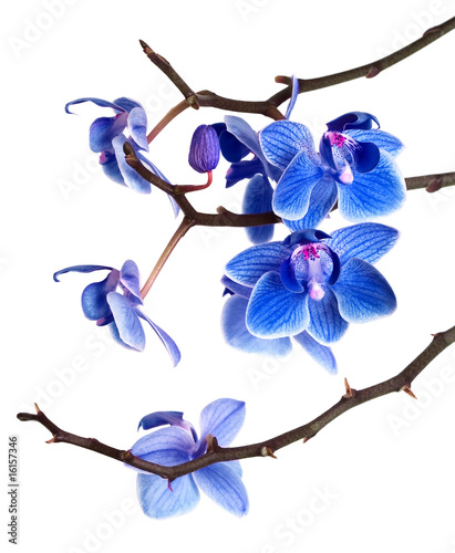 Naklejka dekoracyjna orchid isolated on white background
