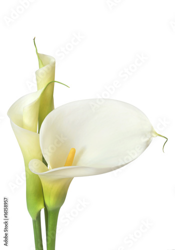 Naklejka dekoracyjna White Calla Lilies