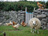 Fototapeta  - Irisches Schaf mit Hühnern