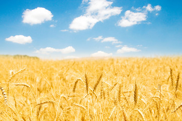 Wheat field on the bright summer day