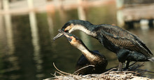 A Pair Of Nesting Cormorants Show Affection By The Water