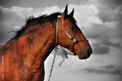 Naklejka - mata magnetyczna na lodówkę Horse black and white