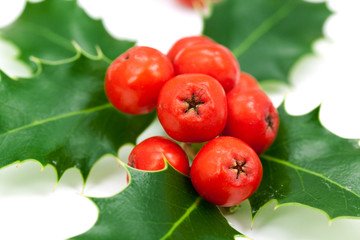 Holly Leaves and Berries,isolated on white