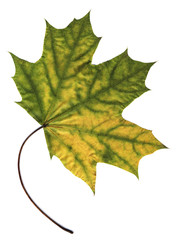 Wall Mural - maple autumn leaf